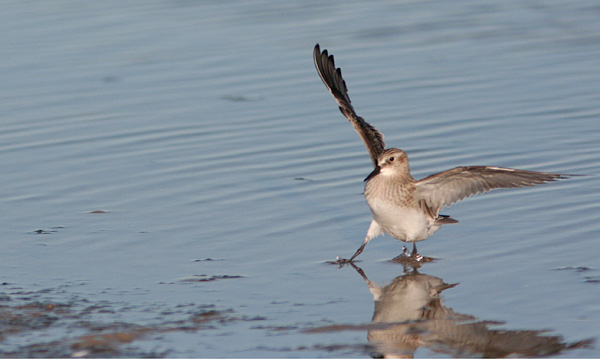 Bairdsryle 1k, Grenen Skagen, 6. september 2007