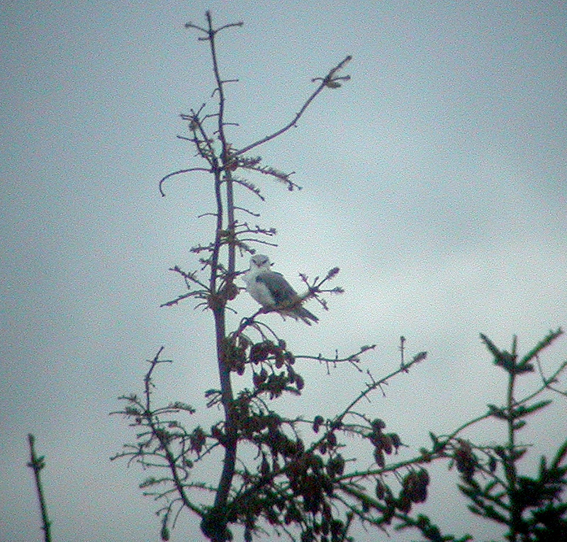 Bl� Glente, Skagen Odde Museet, 16. maj 2005