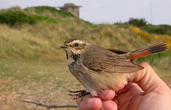 Bl�hals hun, 22. maj 2008, Bl�vandshuk