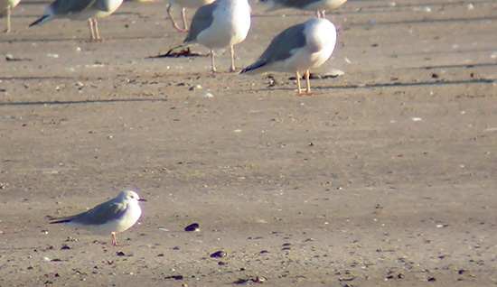 Bonapartem�ge, Hirtshals �ststrand, 1. oktober 2004