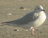 Bonapartem�ge adult, Hirtshals �ststrand, 1. oktober 2004
