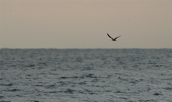 Brilleterne ad. sdr., Nordhukket Bl�vandshuk, 22. juli 2007