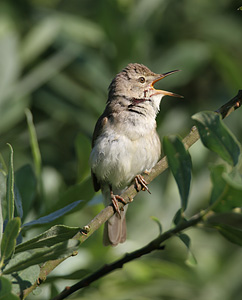 Buskr�rsanger, Vall� Dyrehave, 30. juni 2007