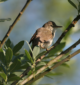 Buskr�rsanger, Vall� Dyrehave, 30. juni 2007