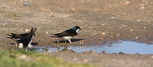 Bysvalerne samler mudder til rederne...