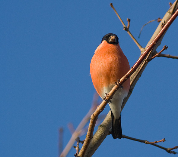 Dompap han, H.P. Simonsens Alle 62, Odense SV, 4. december 2007