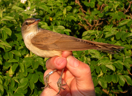 Michael Johansen f�r ny m�rkerart - Drosselr�rsanger 2k+, Bl�vand Fuglestation, 20. maj 2007