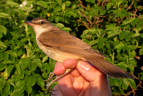 Michael Johansen f�r ny m�rkerart - Drosselr�rsanger 2k+, Bl�vand Fuglestation, 20. maj 2007