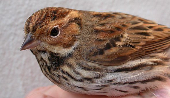 Dv�rgv�rling 1k, Bl�vandshuk, 5. oktober 2004