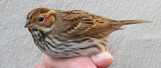 Dv�rgv�rling 1k, Bl�vandshuk, 5. oktober 2004