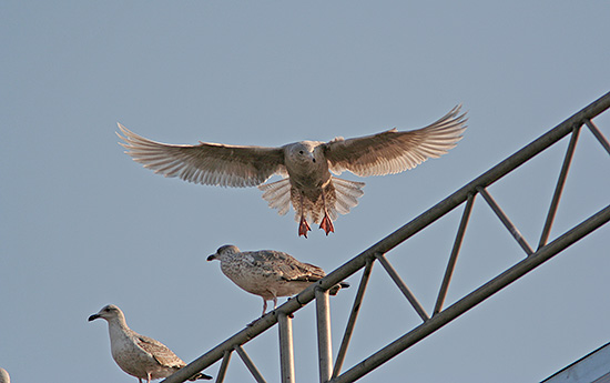 Gr�m�ge 1. vinterdragt, Skagen Havn, 31. marts 2007