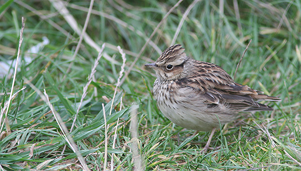 Hedel�rke, Bl�vandshuk, 26. oktober 2007