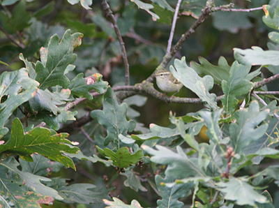 Hvidbrynet L�vsanger, Sdr. Vasevej 46 Bl�vand, 5. oktober 2007