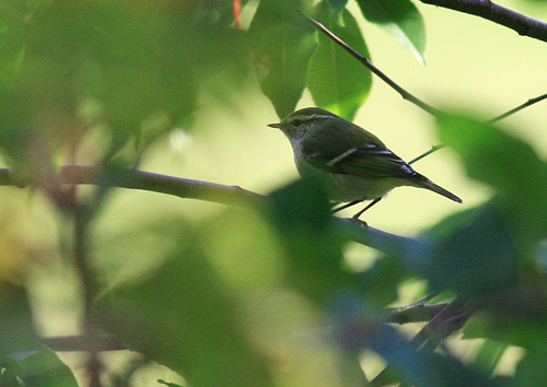 Hvidbrynet L�vsanger, Sdr. Vasevej 46 Bl�vand, 5. oktober 2007