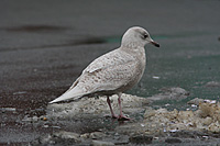 Hvidvinget M�ge 2k, Hvide Sande Havn, 25. februar 2007