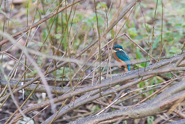 Isfugl hun, Odense �, Munke Mose, 3. november 2007