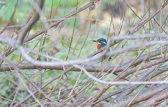 Isfugl hun, Odense �, Munke Mose, 3. november 2007