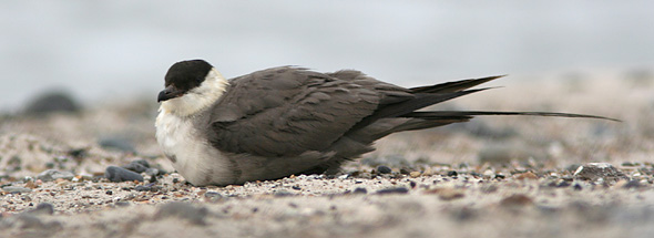 Lille Kjove 3k+, Thorsminde Havn, 23. september 2007