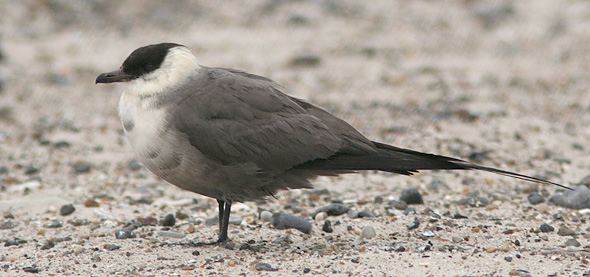 Lille Kjove 3k+, Thorsminde Havn, 23. september 2007