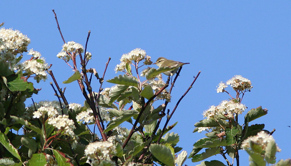 Lundsanger, Vesterled, Bl�vandshuk, 11. juni 2006