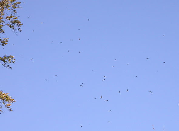 Musv�ger, Teglv�rksskoven Nyborg, 13. oktober 2007