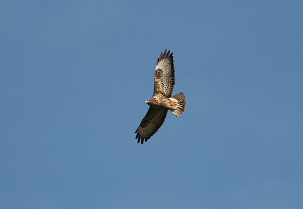 Musv�ger, Teglv�rksskoven Nyborg, 13. oktober 2007