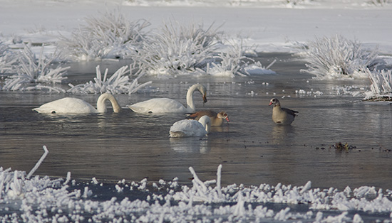 Klik for at se billedet i stort format...