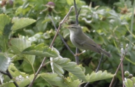  Bem�rk at �jenbrynsstriben ikke n�r n�bbet, modsat Lundsanger som ses p� topbanneret