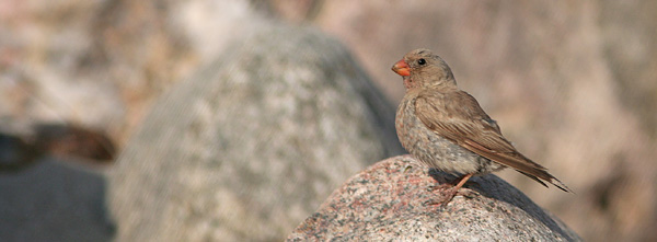 �rkendompap 2k han, Agger Tange, 9. august 2007