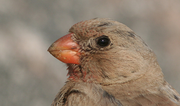 �rkendompap 2k han, Agger Tange, 9. august 2007