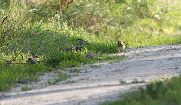Pilev�rling, Nyeng, 5. oktober 2007