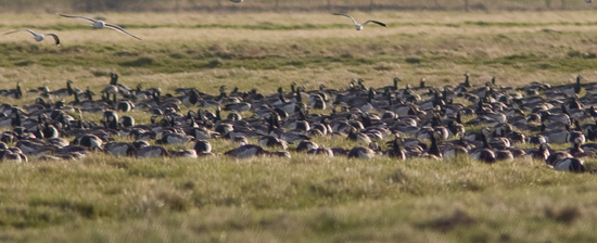 Find R�de Holger...