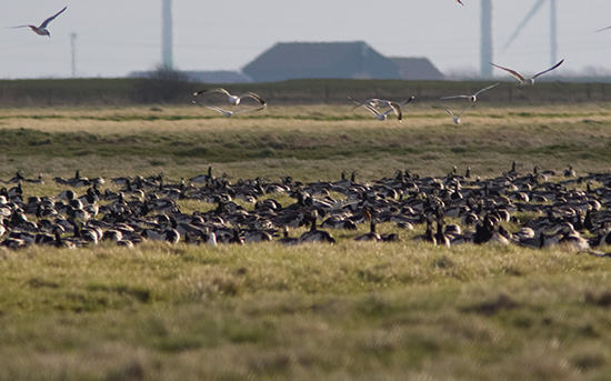 Find R�de Holger...