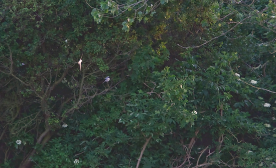  Rosenbrystet Tornskade 2k+ han, Fakkemosen - Sydlangeland 10. juni 2008