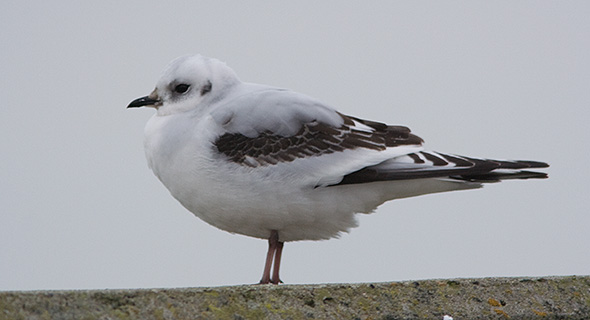 Rosenm�ge 1. vinter, Esbjerg Havn, 1. januar 2008