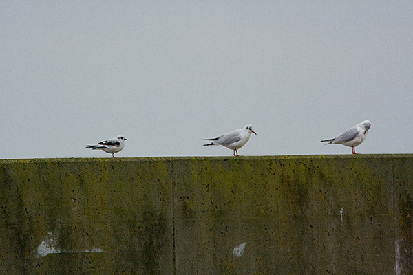 Rosenm�ge 1. vinter, Esbjerg Havn, 1. januar 2008