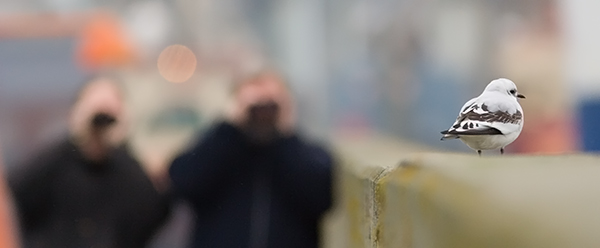 Rosenm�ge 1. vinter, Esbjerg Havn, 1. januar 2008