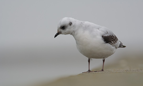 Rosenm�ge 1. vinter, Esbjerg Havn, 1. januar 2008