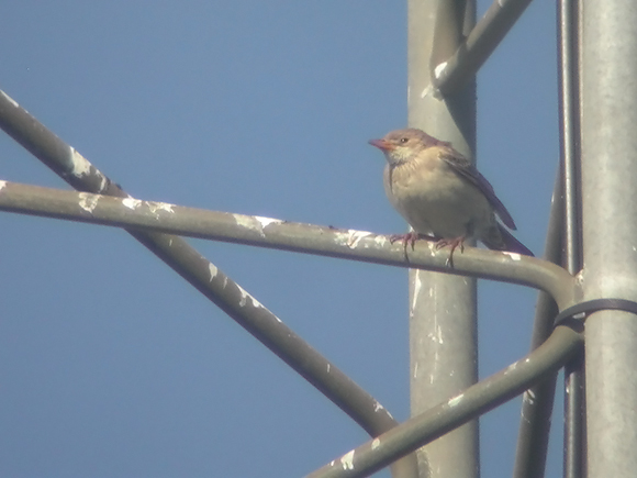 Rosenst�r 1k, Skagen, 1. oktober 2004