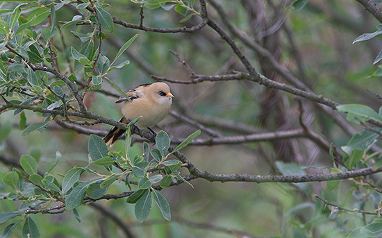 Juvenil fugl pga den kraftige sorte rygstribe, han pga den sorte t�jle og det orange n�b