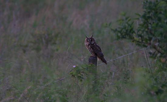 Skovhornugle, Fjordmarken - Odense Fjord, 22. juni 2008