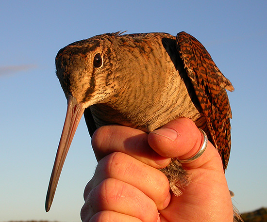 Skovsneppe, Bl�vandshuk, 11. oktober 2004