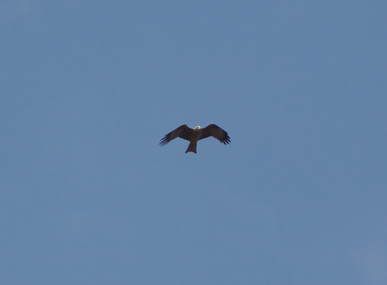 Sort Glente, Aborrebjerget M�n, 13. april 2008