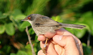 Sorthovedet Sanger 3k+ hun, Bl�vandshuk, 20. juni 2007