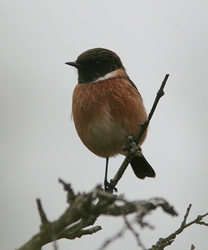 Sortstrubet Bynkefugl, Gr�nningen, Bl�vand, 26. oktober 2007