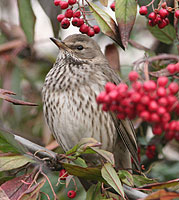 Sortstrubet Drossel 2k hun, Universitetsparken Kbh., 18. februar 2007