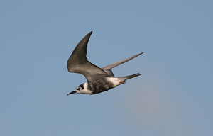 Sortterner, Saltvandss�en, 18. juli 2007