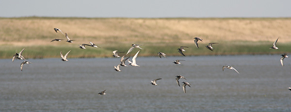 Sortterner, Saltvandss�en, 18. juli 2007