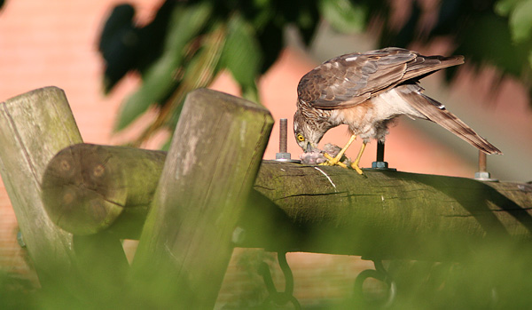 Spurveh�g, H. P. Simonsens Alle 62, 6. august 2007