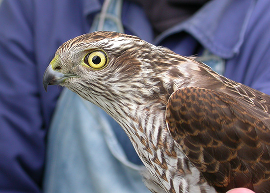 Spurveh�g 1k , Bl�vandshuk, 26. september 2004